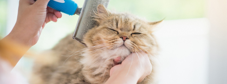 Cat Groomers Near Me St. Clair County | Cat Boarding Services | Cat Grooming Services Near St. Clair County