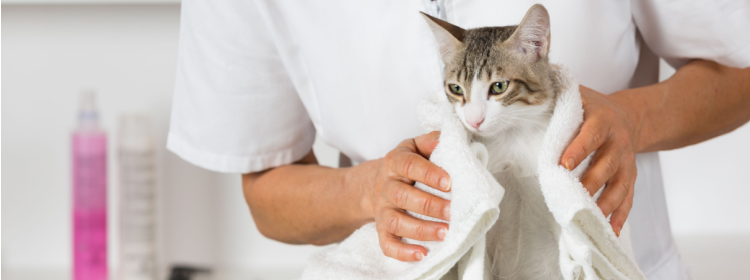 Cat Boarding Services St. Clair County | Cat Boarding | Cat Grooming Near Me