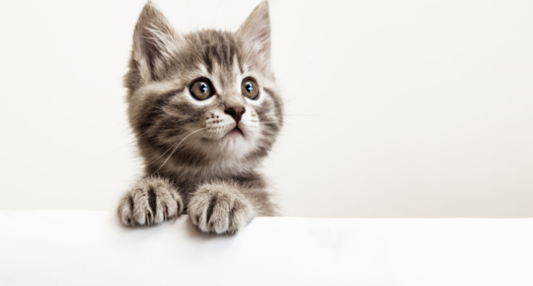 Kitty Daycare St. Clair County | Cat Boarding and Cat Grooming Services Near St. Clair County