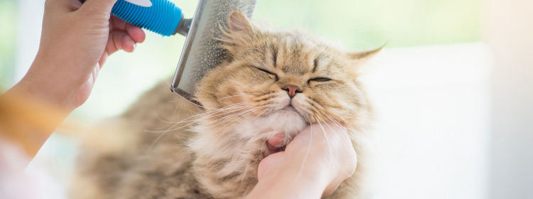 Pet Groomer St. Clair County | Cat Grooming Near Me